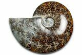 Polished Ammonite (Cleoniceras) Fossil - Madagascar #369616-1